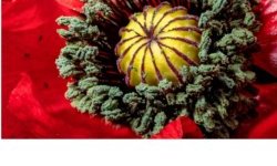 Coquelicot cœur vert et rouge