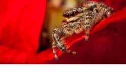 Salticidaé dans coquelicot