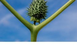 Datura "migraine"