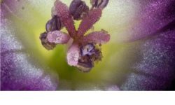 Mauve