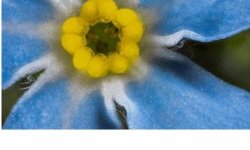 Myosotis