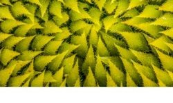 Cœur de tournesol