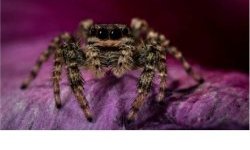 Salticidaé sur rose trémière